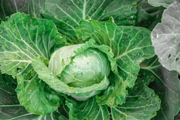 Cabbage closeup. freshly growing cabbage field, cabbage hurvest concept