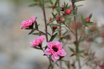 Manuka Tea-tree、Broom Teatree.(Leptospermum scoparium J. R. Forst. et G. Forst.) 