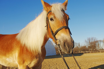 Naklejka premium &nbsp; Brown horse against blue sky