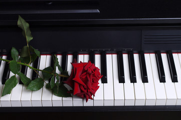 Red rose and piano keyboard © yrafoto