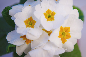 Blooming primula, white flowers on a gray wooden background. A gift for Valentine's Day. For decoration, web design. Overall plan.