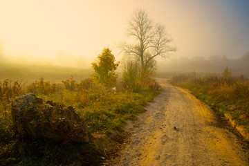 Beautiful autumn landscape. Autumn, fall landscape. Tree with colorful leaves.