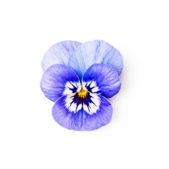 Blue pansy flower.