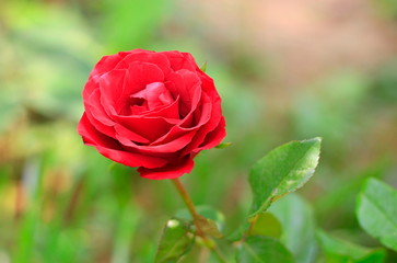 Red rose on a beautiful blurred background.