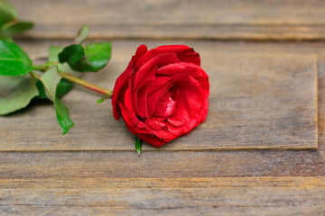 Red rose on a beautiful blurred background.