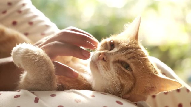 Female hand is playing with orange cute cat. sleepy