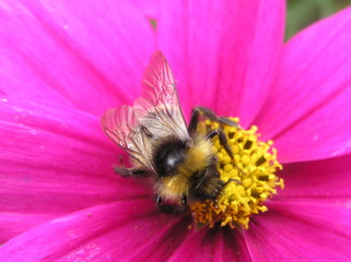 Gartenblumen
