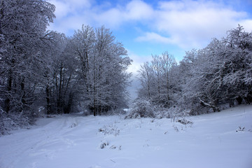 Beautiful winter forest in the snow. Snowy winter in a deserted forest. Scenic nature of snowy winter in the forest. 