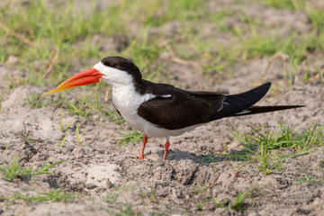 Braunmantel-Scherenschnabel, Vogel, Skimmer, in seinem Lebensraum am Chobe River, Botswana
