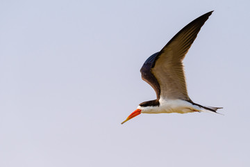 Braunmantel-Scherenschnabel, Vogel, Skimmer, in der Luft, Chobe River, Botswanaens