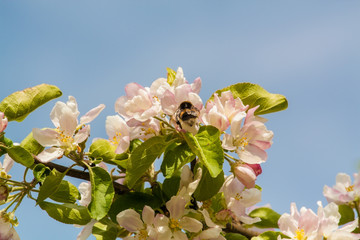 bumblebee flies up to the flowering Apple tree