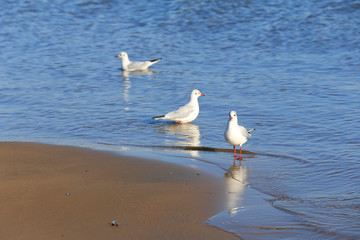 The seagulls are walking by the sea