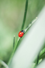 ladybug on green leaf