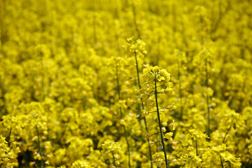 Blooming rapeseed on a plantation