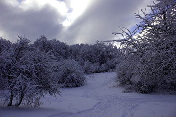 Beautiful winter forest in the snow. Snowy winter in a deserted forest. Scenic nature of snowy winter in the forest. 