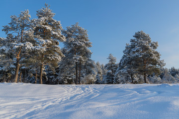 Pine forest in winter sunny day