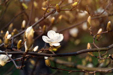 Blühende Äste. Blühender Magnolienbaum mit großen weißen Blüten. Perfekte Magnolienblüte.