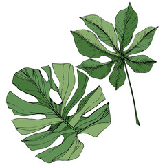 Vector Exotic tropical hawaiian summer. Green engraved ink art. Isolated leaf illustration element.