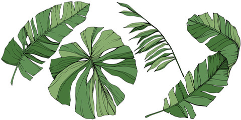 Vector Exotic tropical hawaiian summer. Green engraved ink art. Isolated leaf illustration element.