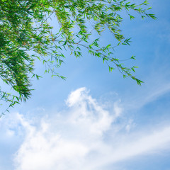 Green bamboo leaves against blue sky.