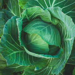 Fresh cabbage vegetable in field.