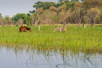 idyllische Landschaft mit weidenden Tieren, Okavango Delta, Botswana