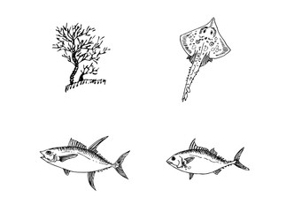 해산물 일러스트 / 손으로 그린 수산물 그림