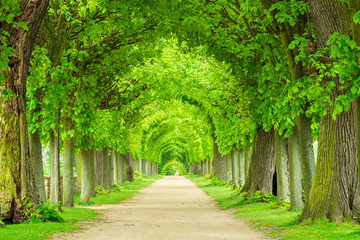 Park mit tunnelartiger Lindenallee im Frühling, frisches grünes Laub - obrazy, fototapety, plakaty