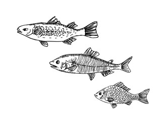 해산물 일러스트 / 손으로 그린 수산물 그림