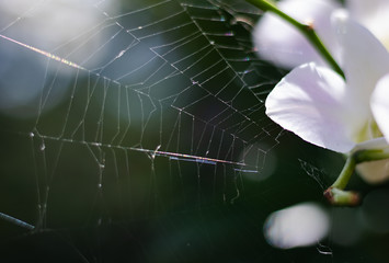 Close-up view of spider web