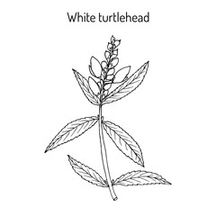 White turtlehead Chelone glabra , medicinal plant