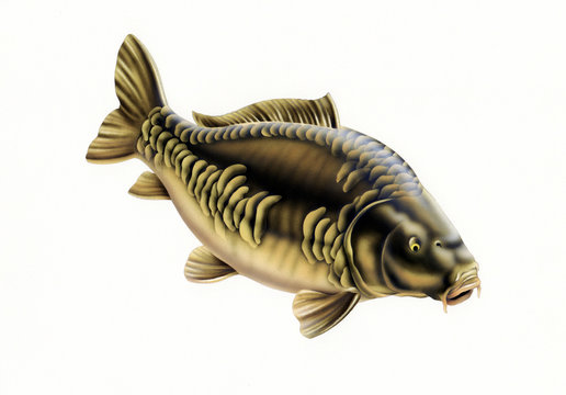carp fish bald without scales isolated airbrush