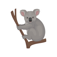 Cute gray koala sitting on tree branch. Australian marsupial animal. Wildlife theme. Detailed flat vector icon
