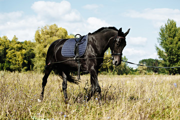 Training a horse on the lunge.