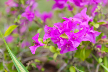Beautiful view of Pink Purple Bougainvillea Flowers (thorny ornamental vines, bushes, and trees with flower-like spring leaves near its flowers). Natural Wild Flower in natural park or garden concept.