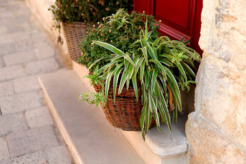 Tradescantia's green bush in a basket in front of the door to the house. Cropped shot, close-up, side view, on the street, nobody, horizontal. The concept of street landscaping.