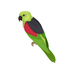 Lory parrot with bright feathers. Australian bird. Fauna theme. Detailed flat vector element for ornithology book