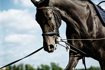 Obraz premium Training a horse on the lunge.