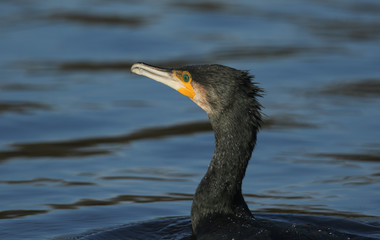A Cormorant (Phalacrocorax carbo) hunting for fish in a lake.	