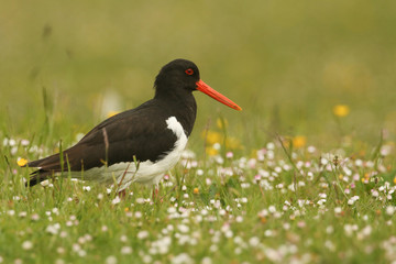 An Oystercatcher (Haematopus ostralegus) in a field of flowers on North Uist.