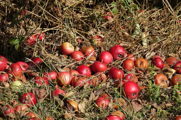 Äpfel auf einer Wiese