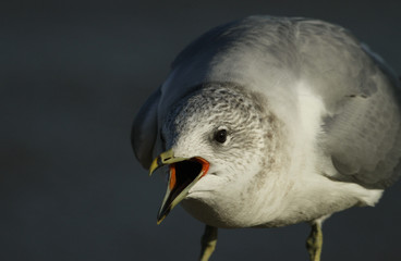 A head shot of a Common Gull (Larus canus) with its beak open calling.
