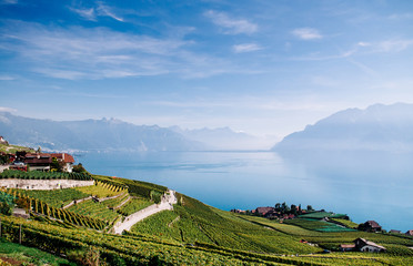 Fototapeta premium Vineyard terrace in Chexbres village in Lavaux near Vevey and Montreux