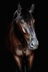 Fototapeta na wymiar Black horse portrait isolated on black, Ukrainian horse.