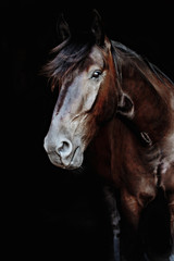 Obraz na płótnie Canvas Black horse portrait isolated on black, Ukrainian horse.