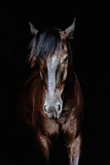 Fototapeta na wymiar Black horse portrait isolated on black, Ukrainian horse.