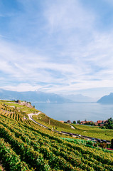 Fototapeta premium Vineyard terrace in Chexbres village in Lavaux near Vevey and Montreux