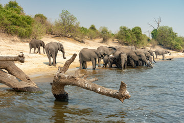 Obraz premium Elefanten stehen am Ufer des Chobe River und trinken Wasser