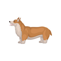 Welsh corgi standing in pose, side view. Cute dog with short legs and red coat. Home pet. Flat vector icon