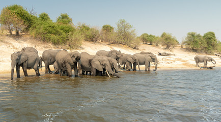 Obraz premium eine Elefantenherde am Ufer des Chobe River, Botswana